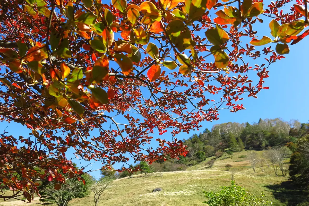 紅葉はじめ