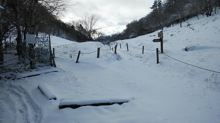 雪が降りました。