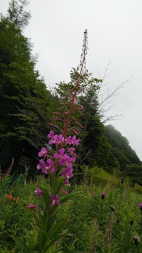 ヤナギラン開花