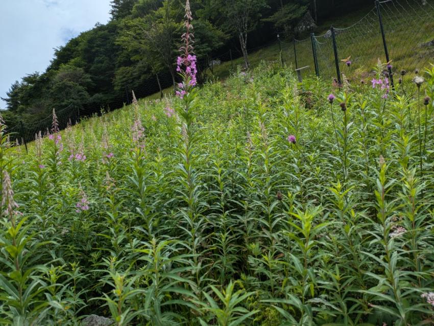 ヤナギラン咲き始めました。