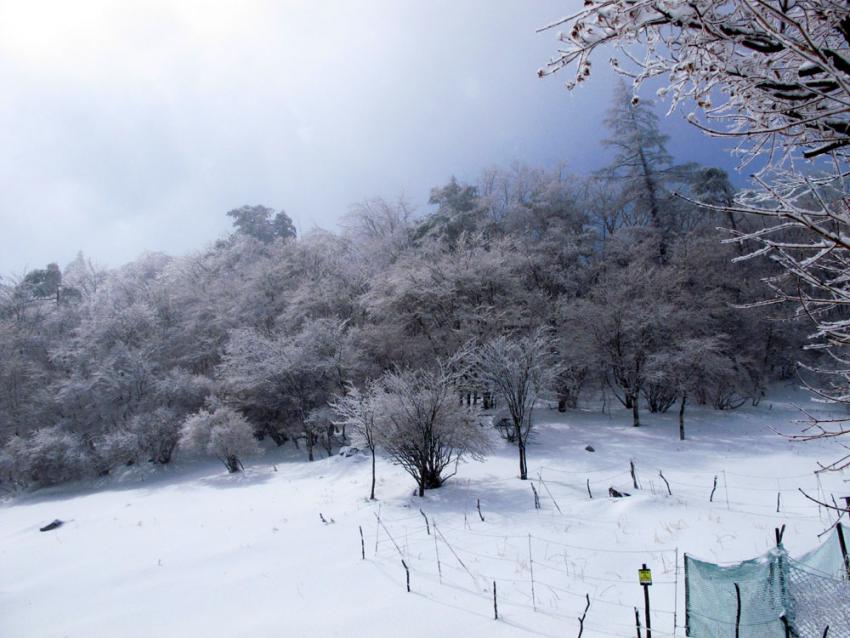 雪降りました。