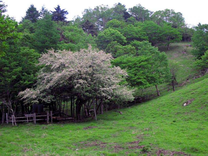 駆け足開花