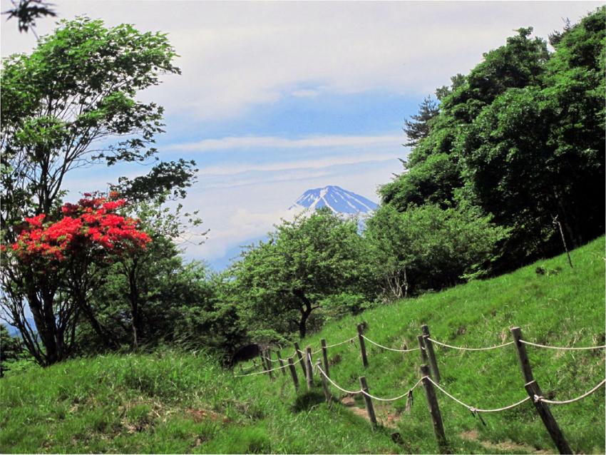 ヤマツツジと富士山