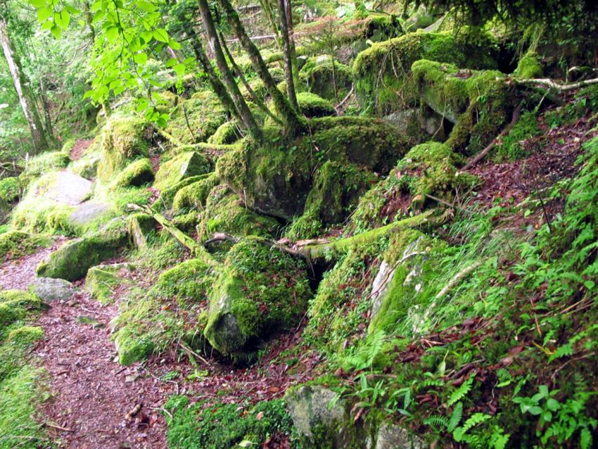 苔は元気