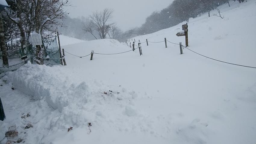 雪が降りました。