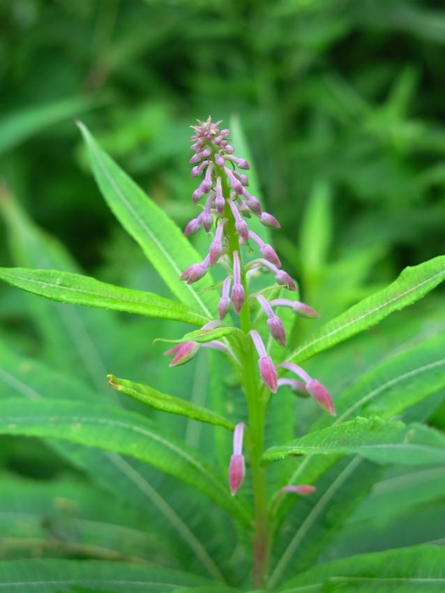 ヤナギランもうそろそろ開花